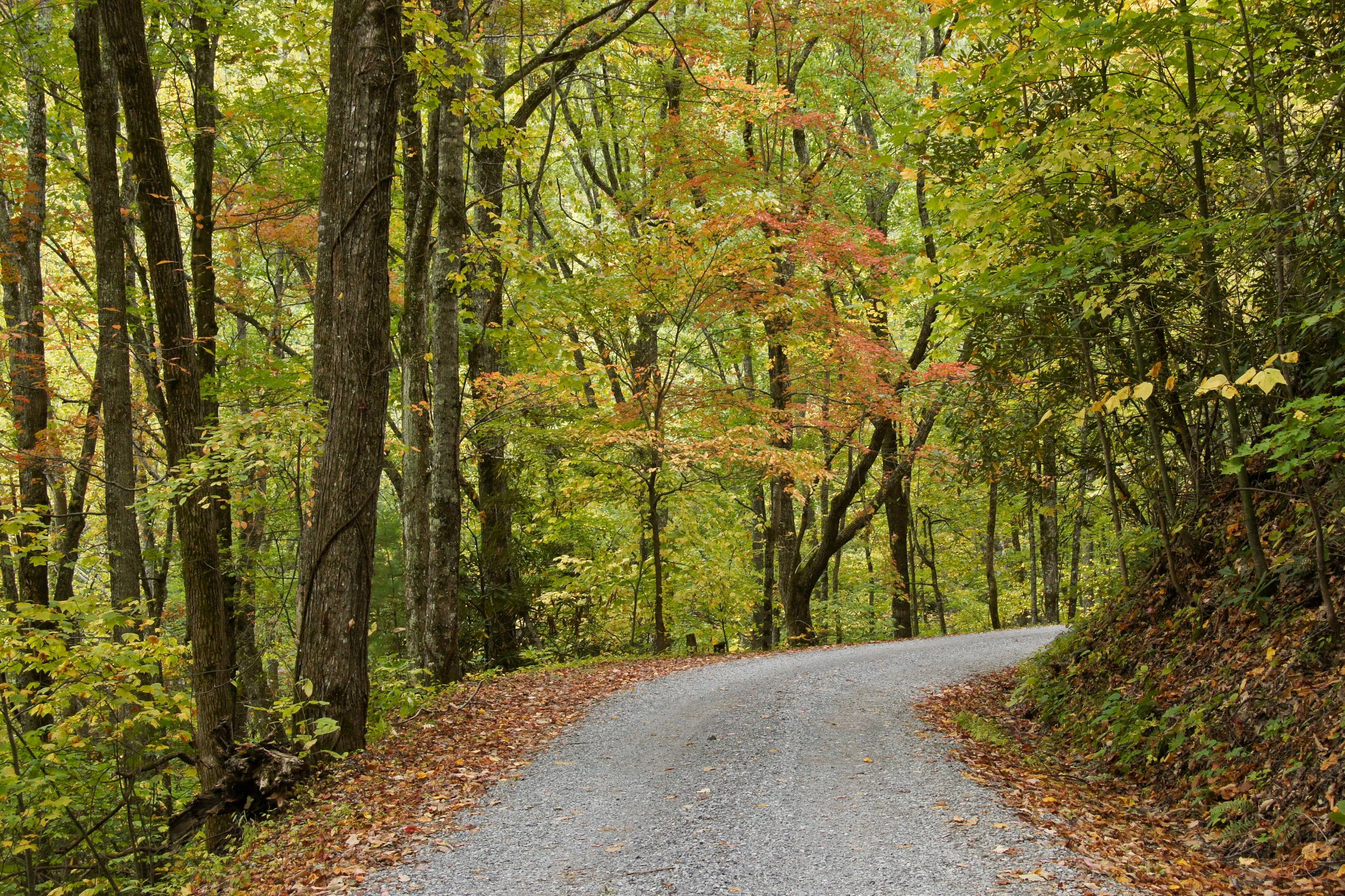 A one-lane gravel road under autumn hardwoods in the Great Smoky Mountains.