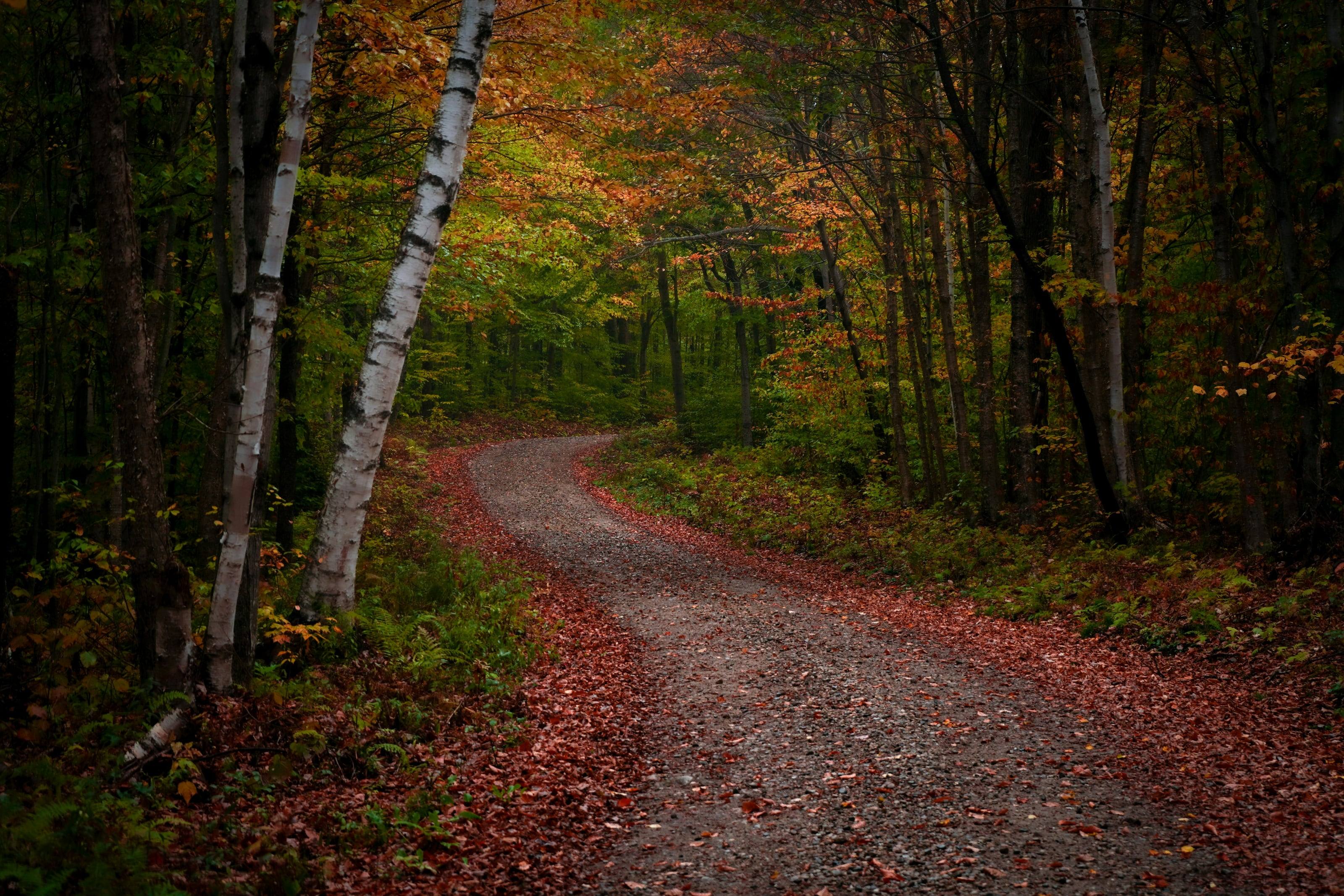 A dirt road winding through a hardwood forest carpeted in fallen leaves, birches along its edge.
